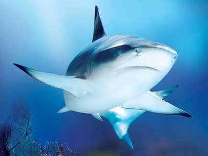 Al Sea Life Jesolo ritorna la Shark Week